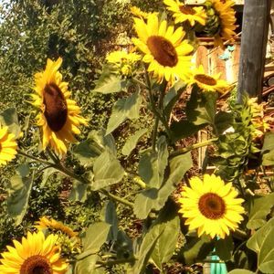 Meet your Posher, Sali